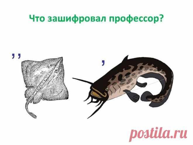 РЕБУСЫ — Шоу сумасшедшего профессора Николя