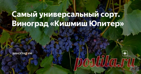 Самый универсальный сорт. Виноград «Кишмиш Юпитер» Урожай и особенности универсального сорта винограда Кишмиш Юпитер