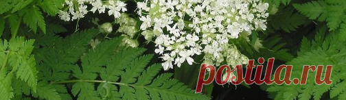 (99) Одноклассники