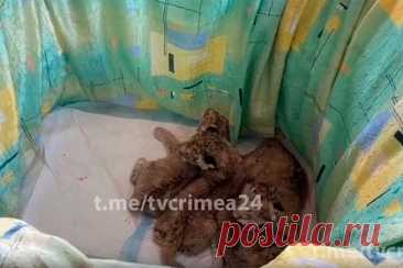 Львица в крымском сафари-парке отказалась от новорожденных детенышей