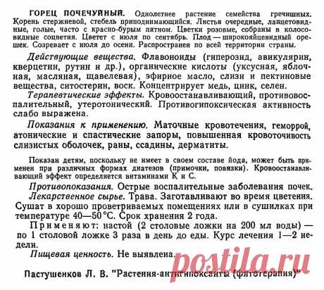 Горец почечуйный