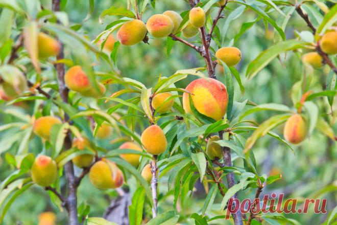 Napravite svoju mediteransku baštu