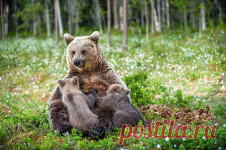 «Млекопитающие» Фотограф Сергей Урядников (nat-geo.ru/photo/user/18367/) поймал момент кормления медвежат и поделился снимком с нами. Сколько нежности 🌼