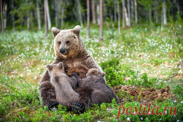 «Млекопитающие» Фотограф Сергей Урядников (nat-geo.ru/photo/user/18367/) поймал момент кормления медвежат и поделился снимком с нами. Сколько нежности 🌼
