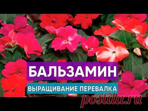Бальзамин выращивание из семян. Когда и в какой объем переваливать? Какой уход