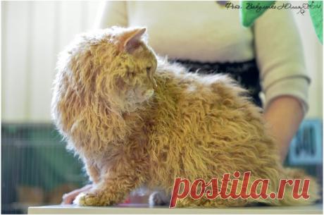 Котята с шикарной родословной в продаже,тел 8 926 968 63 33.