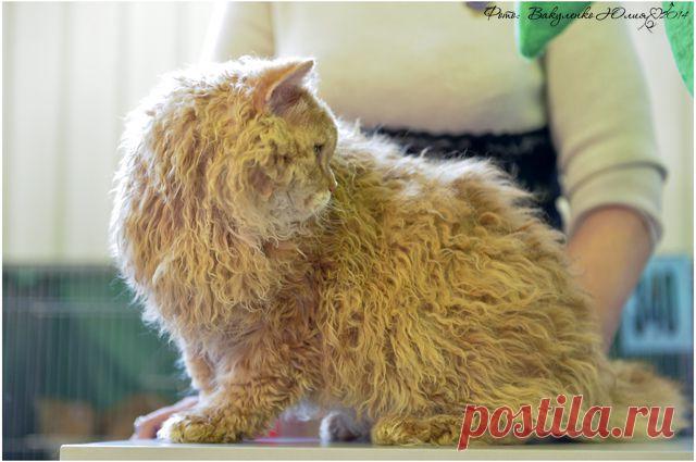 Котята с шикарной родословной в продаже,тел 8 926 968 63 33.