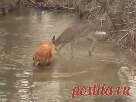 Все о братьях наших меньших: Вот это выдержка!))))