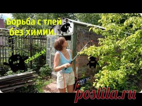 Борьба с тлей и другими вредителями растений в саду.