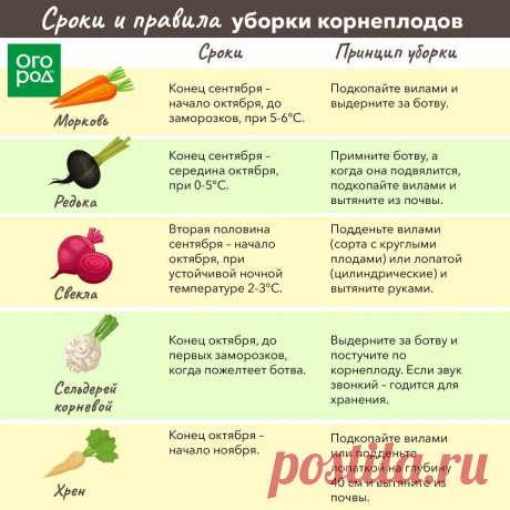 Сроки и правила уборки корнеплодов