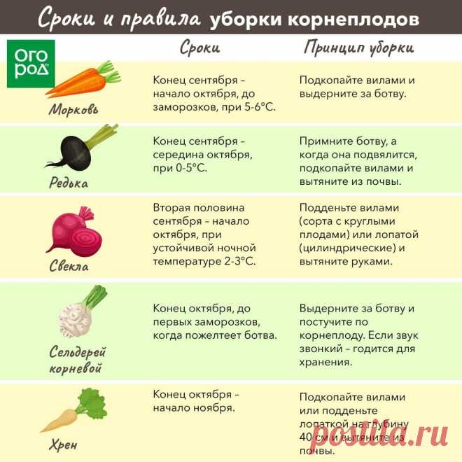 Сроки и правила уборки корнеплодов
