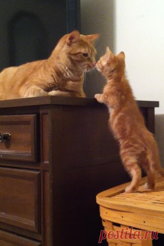 Отец, Котята and Кошки on Pinterest