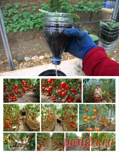 Йод для рассады томатов и плодоношения