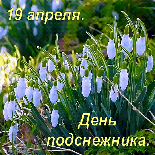 С Днём подснежника, ребята,
И такой, вот, праздник есть.
Пусть подснежников по лесу
Будет столько, что не счесть. Открытки на День подснежника!