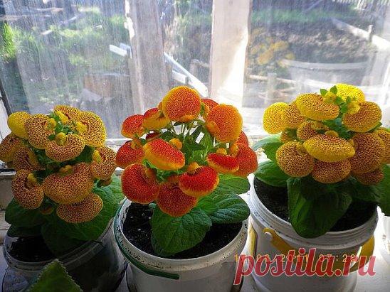 Первый раз вижу такое ЧУДО!!!	
кальцеолярия!!!