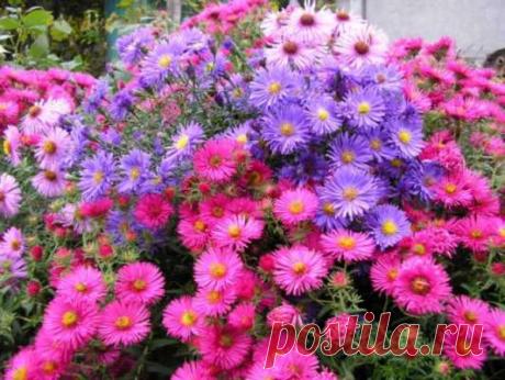 15 растений, которые цветут до зимы — Домашние заботы