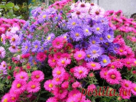 15 растений, которые цветут до зимы — Домашние заботы