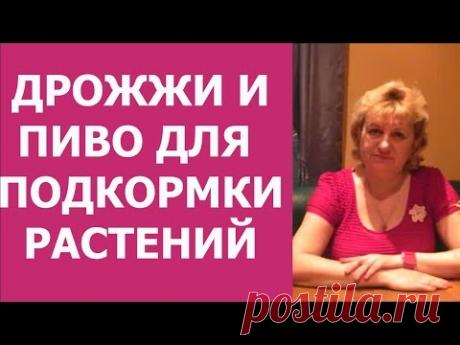 Дрожжи, пиво -  удобрение, подкормка овощей и цветов. Дедовские способы подкормки