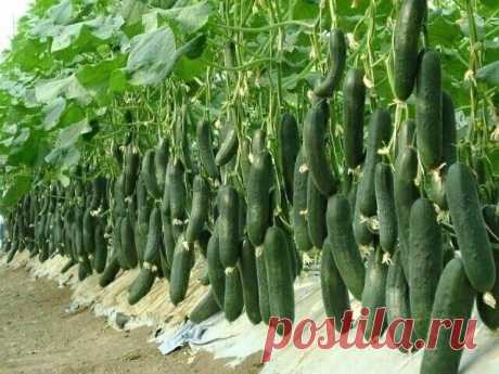 4 сорта огурца, которым я ставлю оценку 10 из 10 по их вкусовым качествам и урожаю | OK.RU