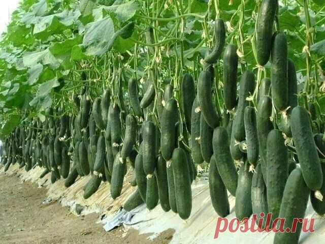 4 сорта огурца, которым я ставлю оценку 10 из 10 по их вкусовым качествам и урожаю | OK.RU