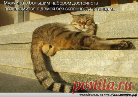 КОТовасия - Коты и кошки