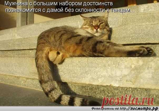 КОТовасия - Коты и кошки