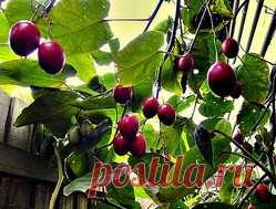 Томатное дерево. Выращивание и размножение Продолжим знакомство с необычным томатным деревом (тамарилло, цифомандра). Узнаем механизмы размножения. Научимся правильно ухаживать за многолетним растением.РазмножениеРазмножают тамарилло двумя способами:• семенами;• черенками.Второй вариант ускоряет начало плодоношения...