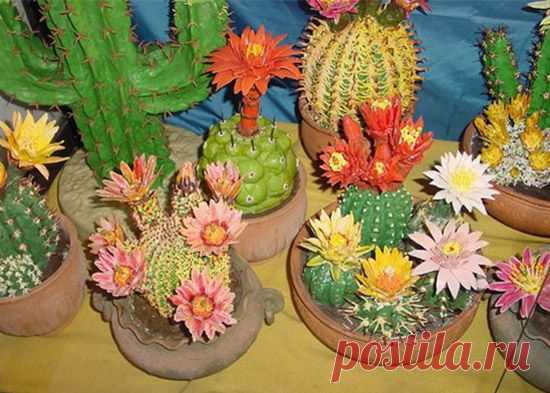 Как поливать кактус | Дом интерьер и домашний уют | Женский журнал Lady.ru