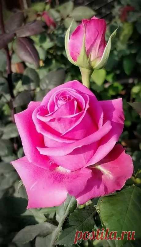 «🌹 🌹 Pink Rose 🌹 🌹 All roses Розы, Красивые цветы és Розовые цветы» — карточка пользователя Елена П. в Яндекс.Коллекциях