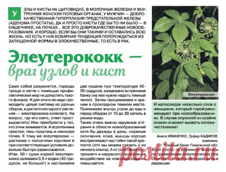 Элеутерококк - враг узлов и кист