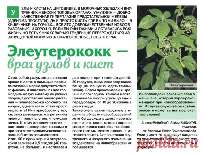 Элеутерококк - враг узлов и кист