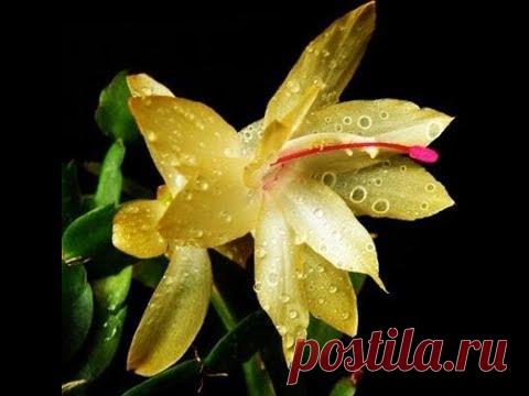 Декабрист(шлюмбергера) секреты выращивания для буйного цветения