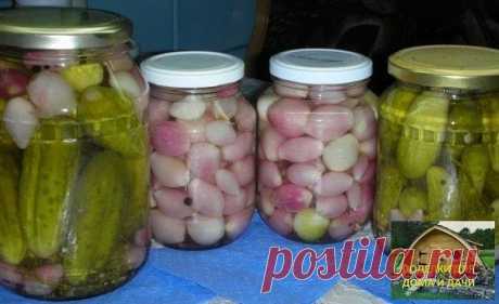 Лук маринованный
-------------------------------
Взять самый мелкий лук, очистить, ошпарить кипятком, уложить в стерилизованные банки. Можно добавить несколько долек чеснока.

Для маринада: на 1 л воды, 1ст.л сахара, 1 ст. л. соли, 1 ст.л. уксусной кислоты, немного черного перца горошком и кориандра.

Маринад вскипятить и залить им лук.
Банки стерилизовать в воде 15 минут, закатать.
Такой лук совсем не горький, похож на хрустящий огурец. Хорошо идет как закуска или как гар...