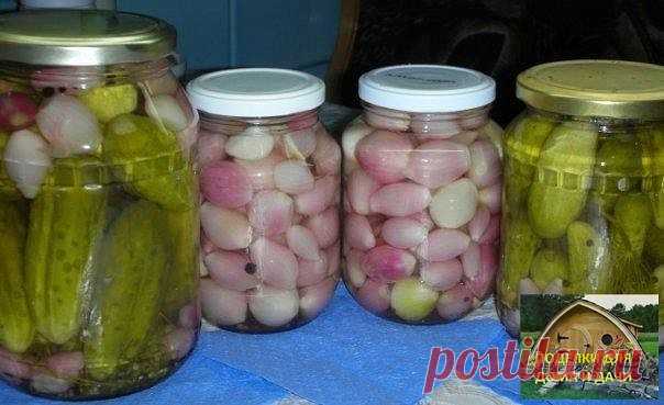 Лук маринованный
-------------------------------
Взять самый мелкий лук, очистить, ошпарить кипятком, уложить в стерилизованные банки. Можно добавить несколько долек чеснока.

Для маринада: на 1 л воды, 1ст.л сахара, 1 ст. л. соли, 1 ст.л. уксусной кислоты, немного черного перца горошком и кориандра.

Маринад вскипятить и залить им лук.
Банки стерилизовать в воде 15 минут, закатать.
Такой лук совсем не горький, похож на хрустящий огурец. Хорошо идет как закуска или как гар...