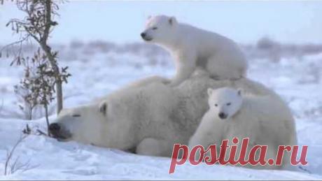 , ЗАПЛУТАЛИ МИШКИ, ЗАПЛУТАЛИ