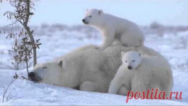 , ЗАПЛУТАЛИ МИШКИ, ЗАПЛУТАЛИ