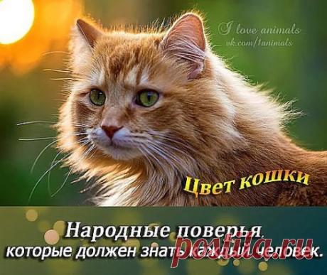 Цвет кошки. 
 Кошка — одно из самых магических животных на земле. Не для кого ни секрет, что кошки и котята бывают самых разнообразных окрасок. Но многие не знают, что цвет кошки несет сильное влияние на человека и может изменить его судьбу.
● Кот с белыми лапками- привлекает материальный достаток;
● Черный кот, несмотря на все суеверия, забирает отрицательную энергетику, отводит беду от домочадцев, дарует мудрость и проницательность! Предохраняет от сглаза, вора и грозы. Борется со злыми духами