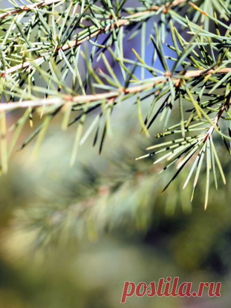 Deciduous and coniferous trees. Beautiful backgrounds of branches and leaves.