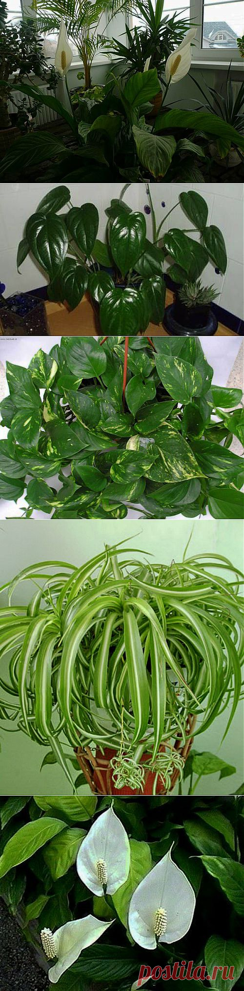 Комнатные растения, которые прекрасно чистят воздух и не требуют особого ухода!!! | Варварушка-Рукодельница
