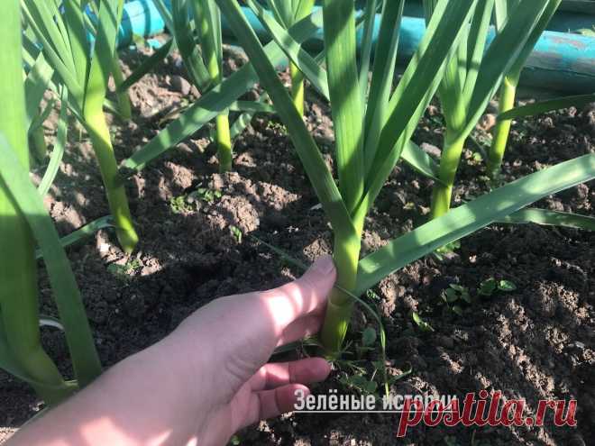 Многие не знают про 3 важные обработки чеснока в июне и теряют 50% урожая | Зелёные истории | Яндекс Дзен