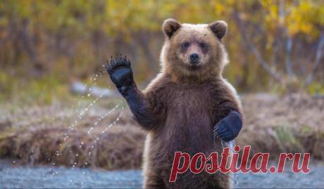 Невероятные моменты дикой природы / Питомцы