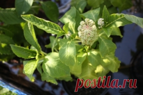 Водные и прибрежные растения для пруда с фото и названиями - Садоводка