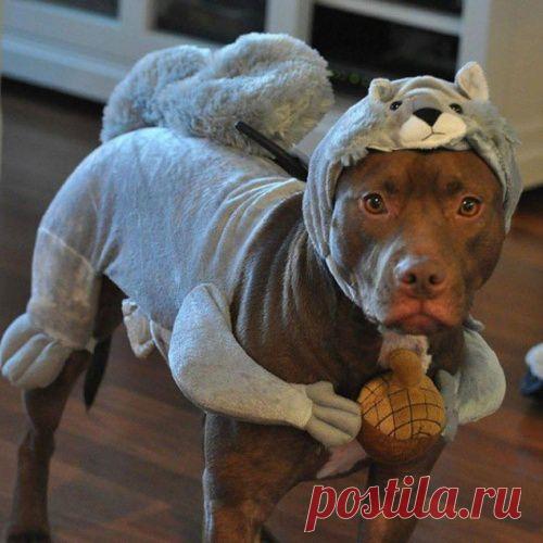 20 "веских" причин, почему никто и никогда не должен заводить питбуля