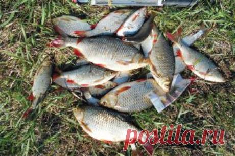 За красноперкой среди водной растительности
Красноперка периодически удивляет, и эта весна не стала исключением или… наоборот, стала. Наловившись уклеи, наделавшись шпротов и напекшись пирогов, мы традиционно собрались заняться лещом. Но п…
