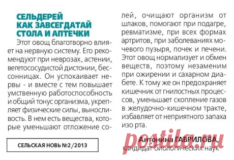 Сельдерей как завсегдатай стола и аптечки