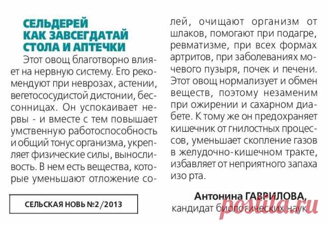 Сельдерей как завсегдатай стола и аптечки