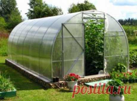 Как избавиться от муравьев в теплице, лучшие способы борьбы с насекомыми