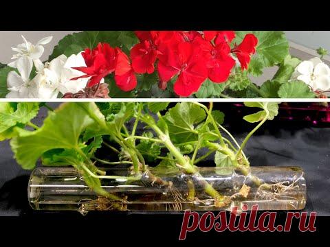 Пеларгония Новый Метод Эффективного Размножения - YouTube