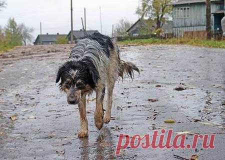 Я кормил не облезлого пса, истощенного голодом, а свою совесть...