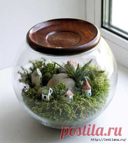 Вечнозеленый мини - мир